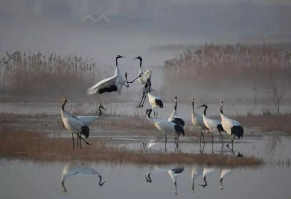 黃(渤)海候鳥(niǎo)棲息地列入世界遺產(chǎn)名錄