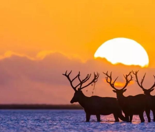 黃(渤)海候鳥(niǎo)棲息地列入世界遺產(chǎn)名錄