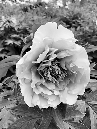 世園會鮮花盛開背后的自主創(chuàng)新