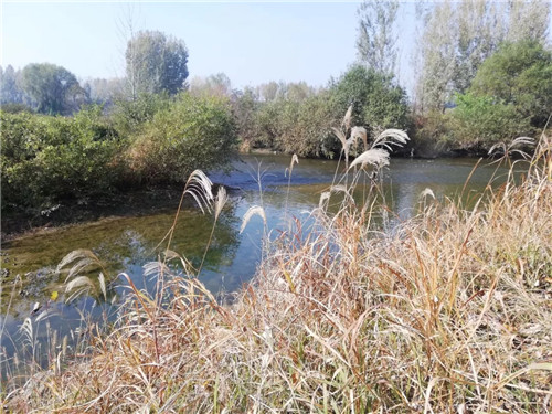 2019園冶杯專業獎丨灃河綜合治理二期西漢高速—G310國道景觀設計