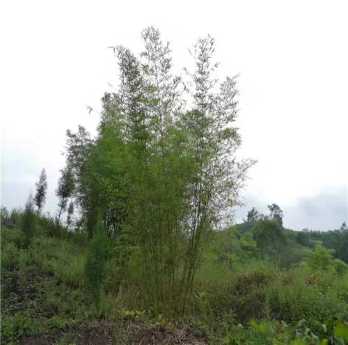 吉盛園林|不期而遇香港置地·林山郡