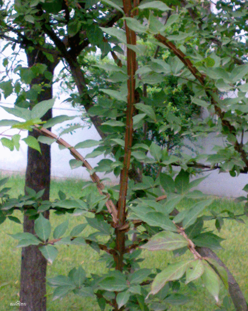 鄉土植物在園林綠化中運用現狀及推廣措施分析