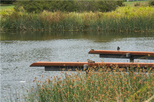 2019園冶杯專業獎大獎丨悉尼公園水再利用工程景觀設計