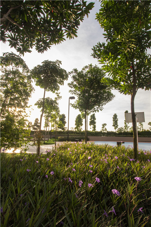 園冶杯專業獎|熱帶度假勝地——“共享天空”