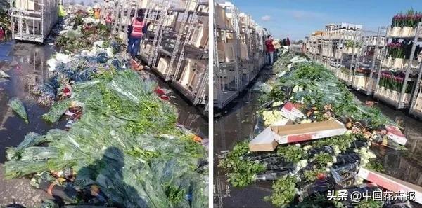 大量國(guó)際花展取消，眾多國(guó)家花企深陷困境