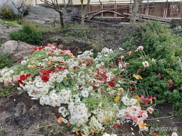 大量國(guó)際花展取消，眾多國(guó)家花企深陷困境