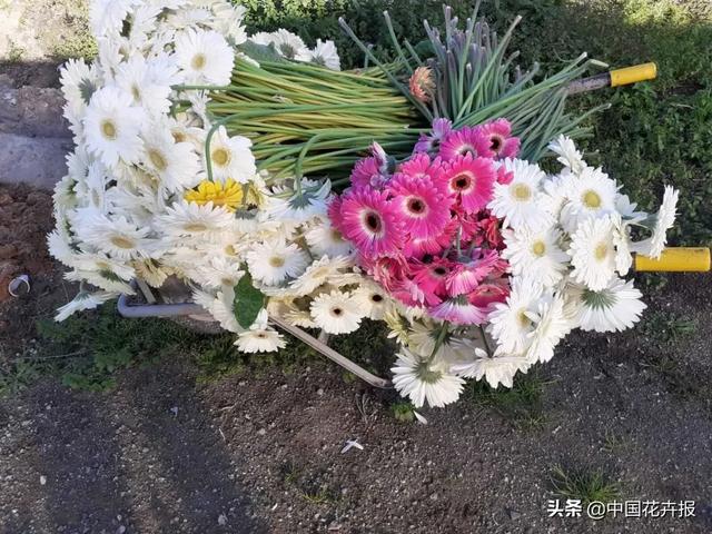 大量國(guó)際花展取消，眾多國(guó)家花企深陷困境