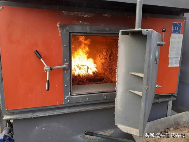 大量國(guó)際花展取消，眾多國(guó)家花企深陷困境