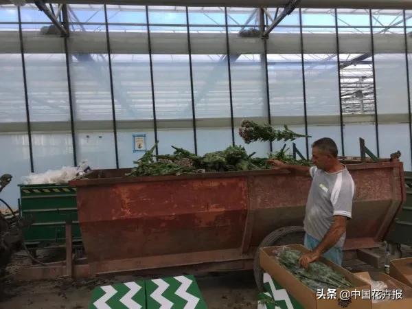 大量國(guó)際花展取消，眾多國(guó)家花企深陷困境