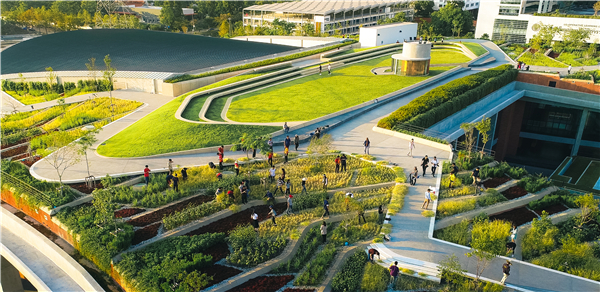 泰國國立法政大學城市屋頂農場