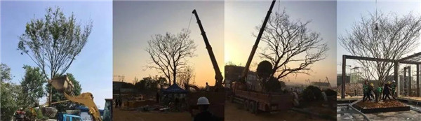 南昌金地金茂正榮悅風華示范區