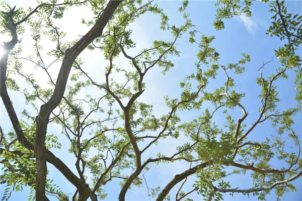 創(chuàng)浦景觀|萬科海上都會(huì)