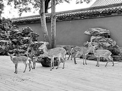 單霽翔:營造紫禁城山水人文景觀