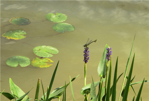 華藝園林丨太湖龍山智慧人防公園