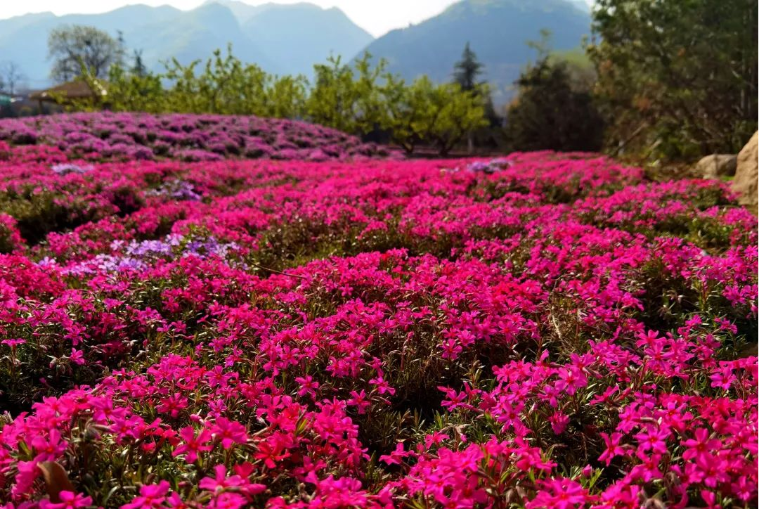 黎妮:為西部美麗鄉(xiāng)村注入新活力