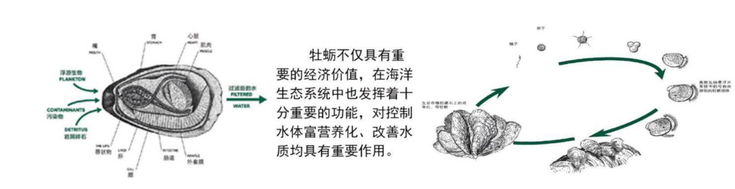 第十二屆園冶杯一等獎作品《海晏岸清》解讀