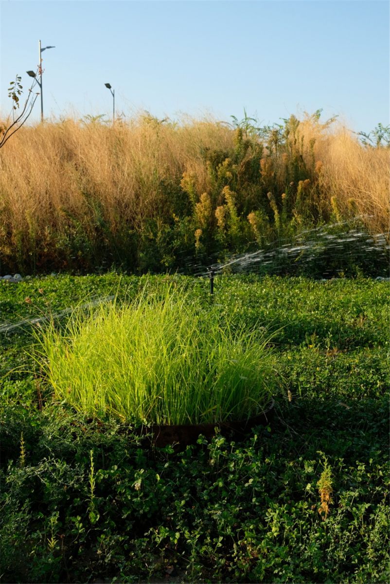 章俊華作品丨差異中的表述——博樂金三角工業區帶狀公園(一期)