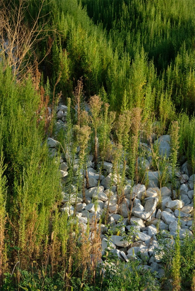 章俊華作品丨差異中的表述——博樂金三角工業區帶狀公園(一期)
