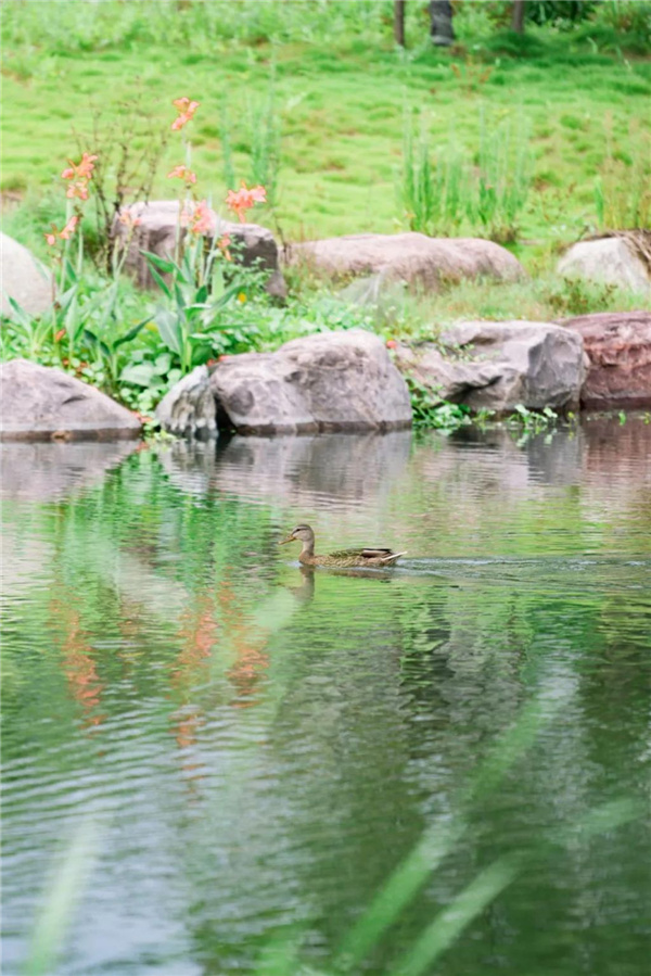 “大湖+”模式下的紫陽公園綜合規劃設計