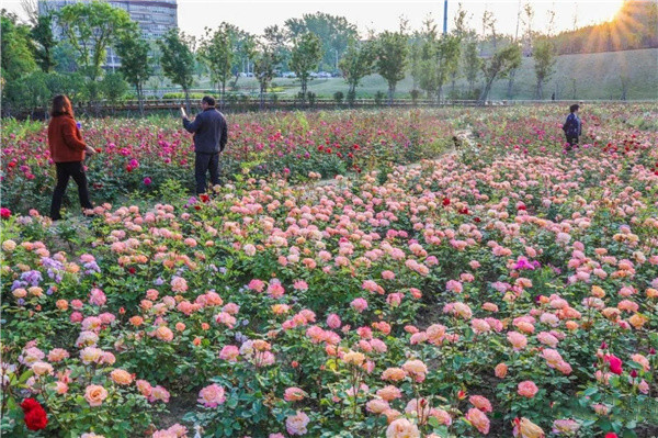 盤龍山景觀綠化提升工程設計施工總承包(EPC)