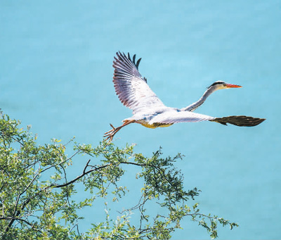 范周:生態保護擦亮黃河文化名片