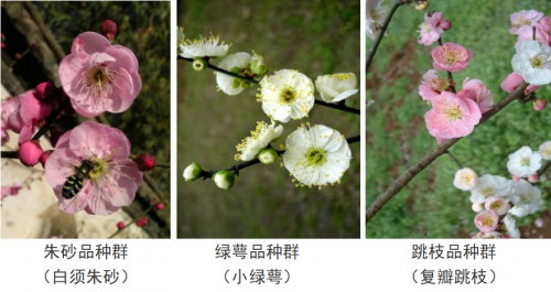 代樹剛:“南梅北移”讓京城百姓看得見梅花