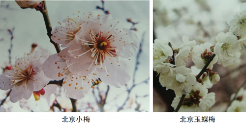 代樹剛:“南梅北移”讓京城百姓看得見梅花