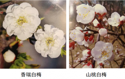 代樹剛:“南梅北移”讓京城百姓看得見梅花