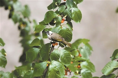在自然中感受城市之美——讀《成都自然筆記》