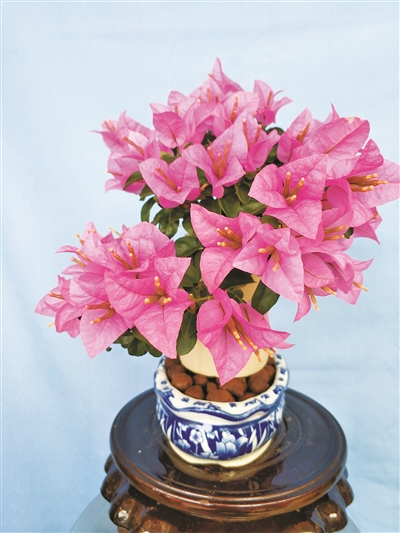 花卉產(chǎn)業(yè)發(fā)展的活力與美好