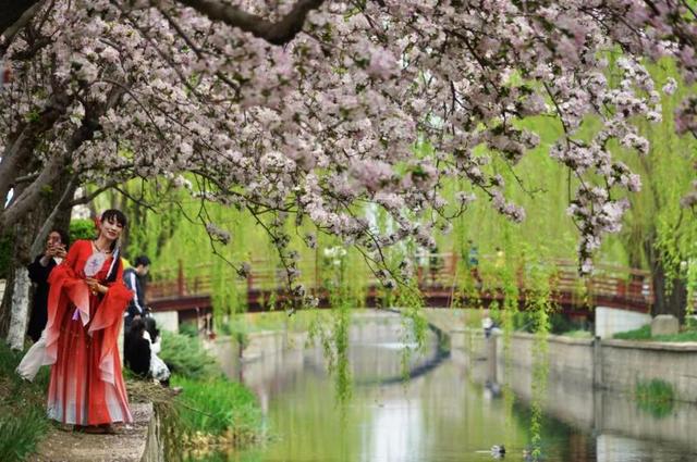 北京:元大都海棠花節啟動 28種海棠競相開放