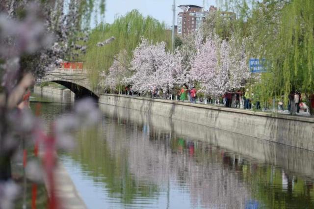 北京:元大都海棠花節啟動 28種海棠競相開放