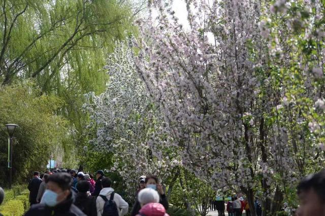 北京:元大都海棠花節啟動 28種海棠競相開放