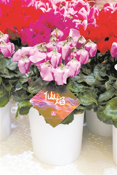 花卉經(jīng)濟(jì)復(fù)蘇迎來(lái)更多合作發(fā)展機(jī)遇