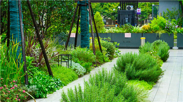 園冶杯參賽作品丨上海南山虹橋領峯項目花境工程