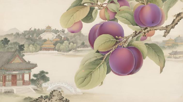 碩果飄香·豐涵海淀丨海淀李子:紫玉垂枝,酸甜馥郁