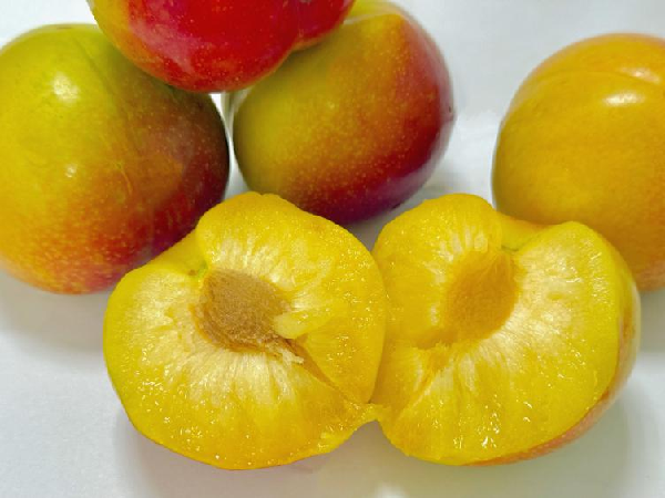 碩果飄香·豐涵海淀丨海淀李子:紫玉垂枝,酸甜馥郁