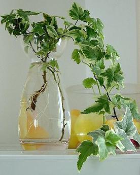 園藝DIY：盆栽變水培(圖)