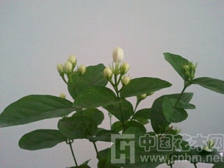 中國風景園林網 花卉應用