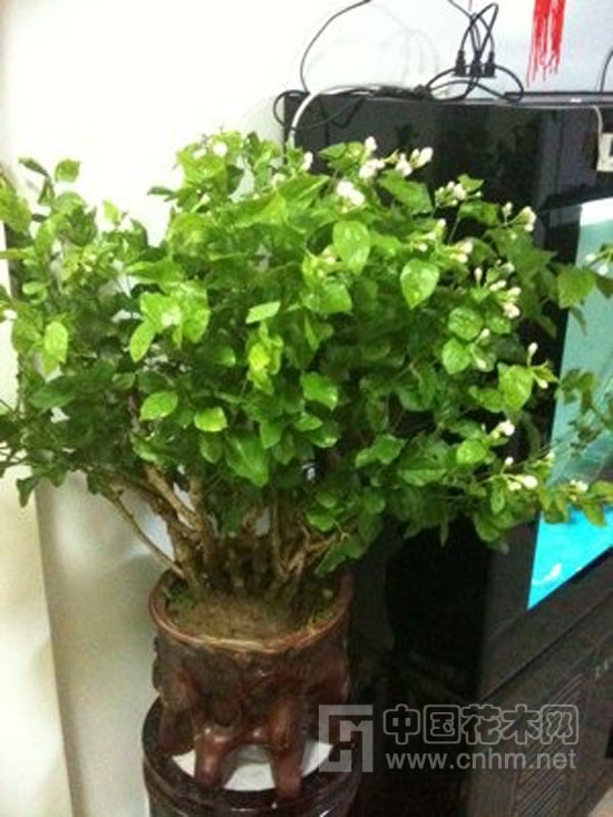 中國風景園林網 花卉應用