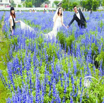 成都郫縣薰衣草節(jié)景色美