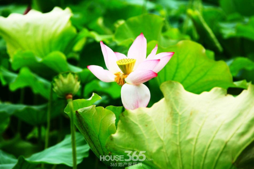 137407481851e6b7c202a08.jpg 荷花