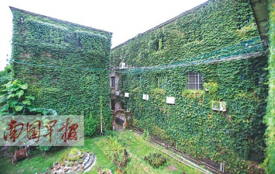廣西:樓房披“綠衣” 爬山虎景觀的“好與壞”