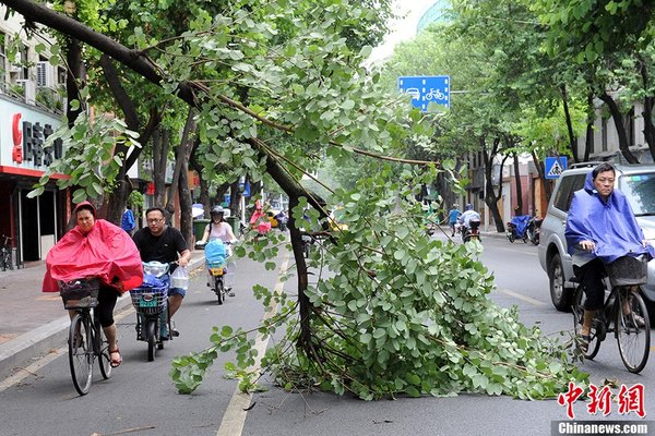 福建：強臺風“天兔”刮斷市區行道樹