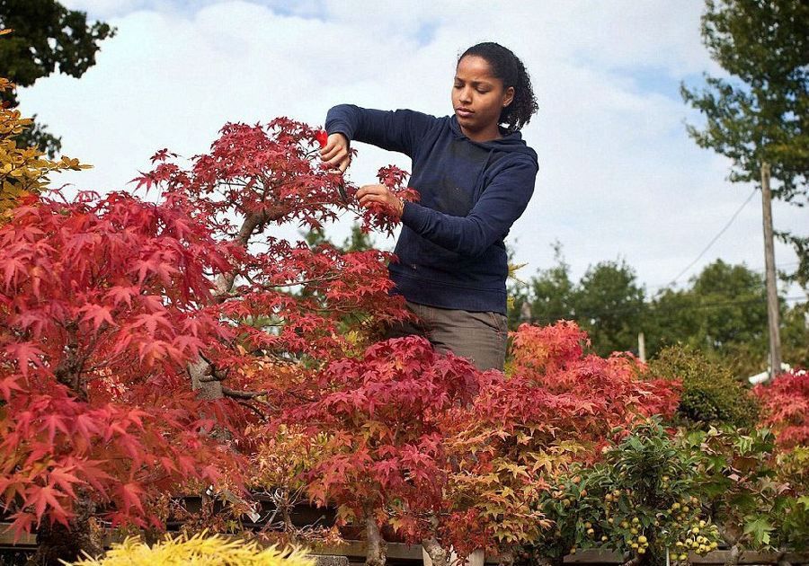 英國盆景苗圃微型樹展現(xiàn)秋日美景