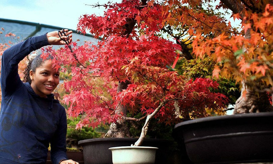 英國:盆景苗圃微型樹展現(xiàn)秋日美景