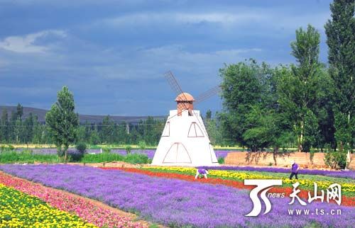 霍城縣解憂公主薰衣草園的七彩花田