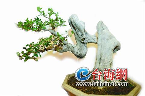 第二屆菊花品種展暨盆景觀賞石展在芝山公園開幕