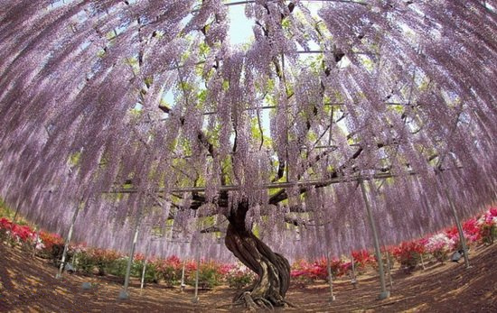 阿凡達(dá)現(xiàn)實版靈魂樹 吸引無數(shù)游客