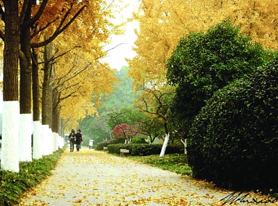 美麗的道前街落葉景觀